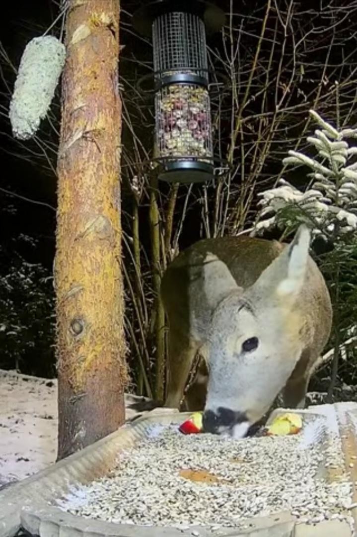 livebirdspoland_5422cd20f1235d688c4934b2785ca928.jpg