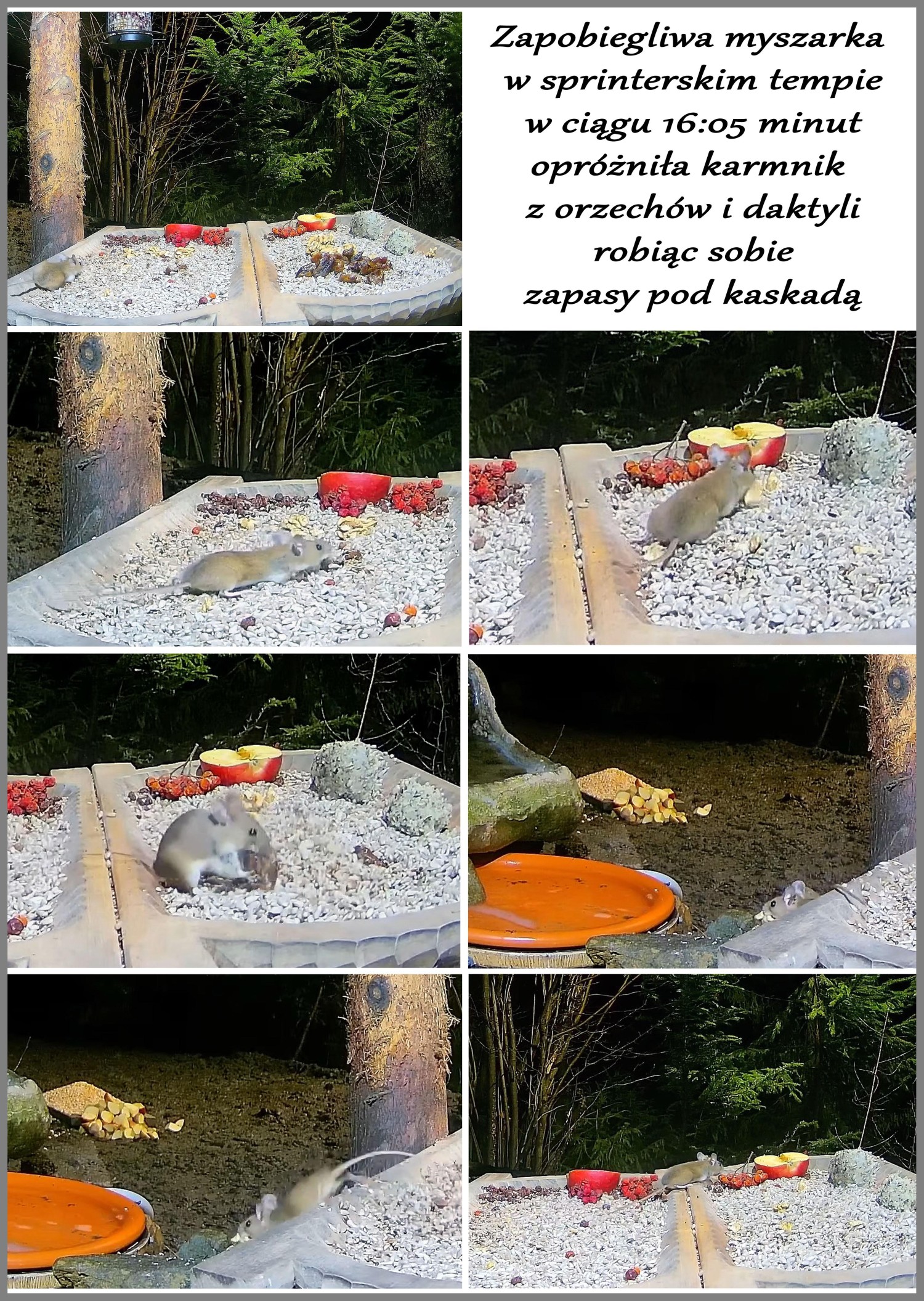 livebirdspoland_7b5fcde1033f1d5bc5b6290487713fcf.jpg