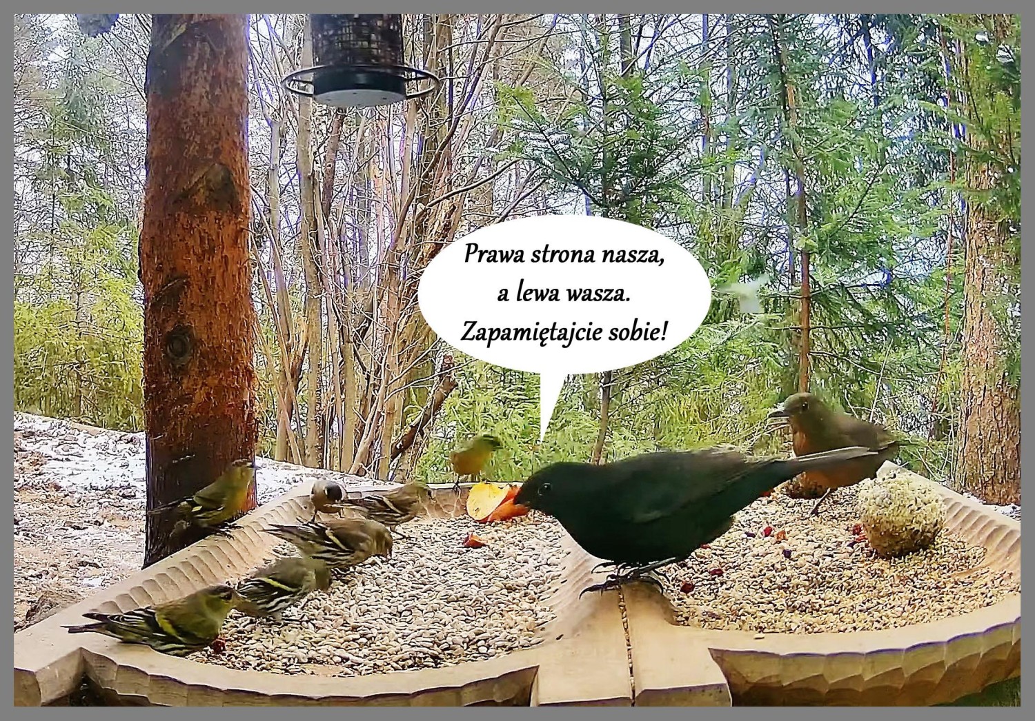 livebirdspoland_32f67827e59687c737fce5edca6e1585.jpg