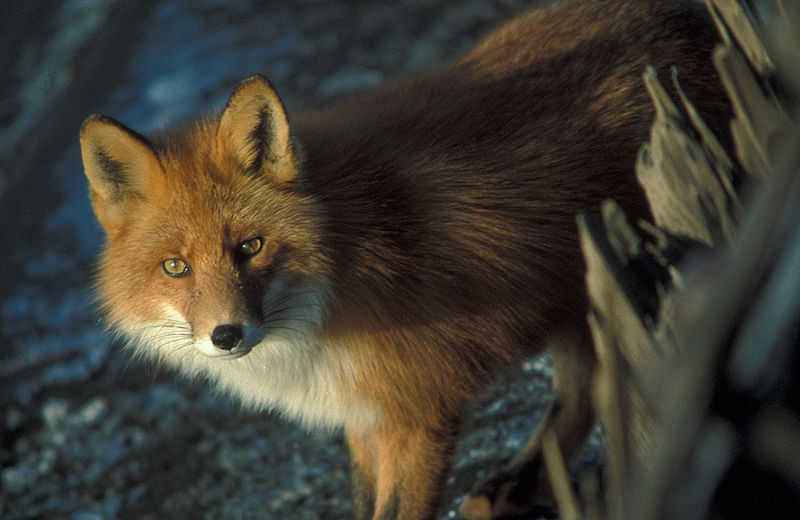 livebirdspoland_c56d9652b7f6e0f69ecae648b3584858.png