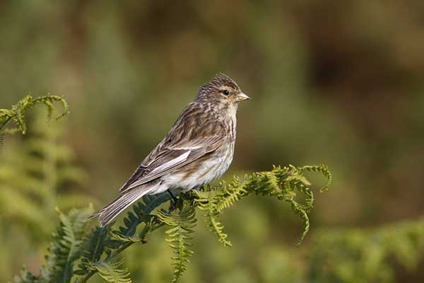 livebirdspoland_4ab53e9a96e9f6cc9eeedf27584a9ca2.png