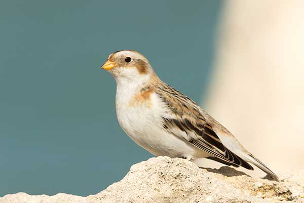 livebirdspoland_37ce6b765efaa128bc8bf4c36a94fe1e.png
