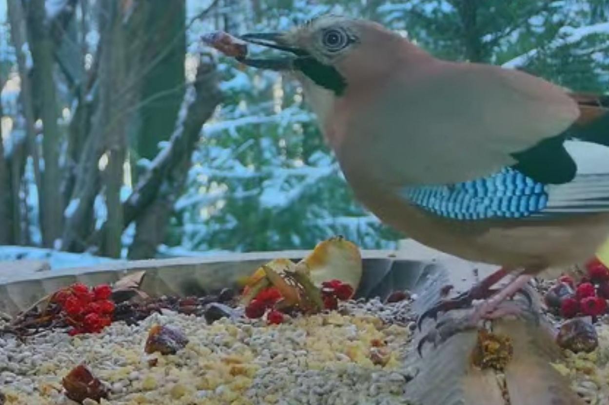 livebirdspoland_755c4bb5af41690f1d7c0f0972fe5fdc.jpg