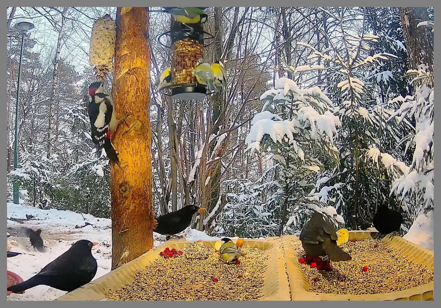 livebirdspoland_f4c90ce3d5f02ca7e7ba0b43e0bf7e72.jpg