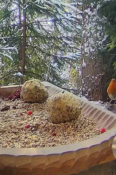 livebirdspoland_429141617984cd4996389447f731e682.jpg