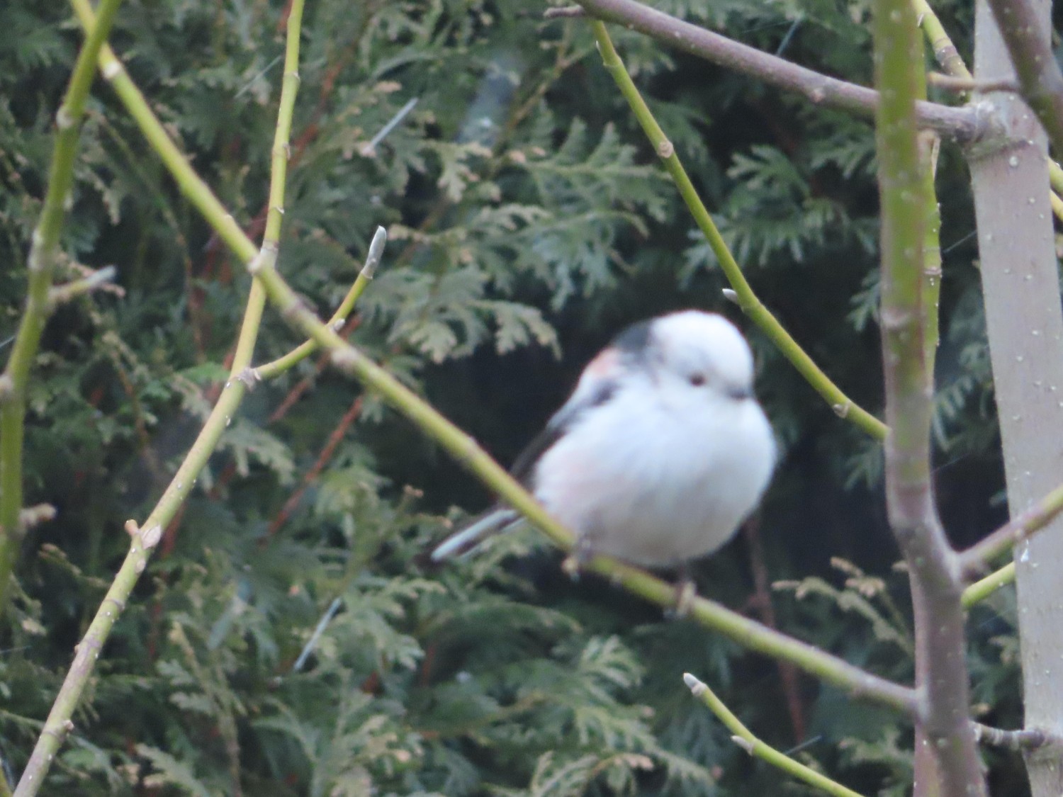 livebirdspoland_480c1ac57b9e45df7362dc65b3cdd2f3.jpg