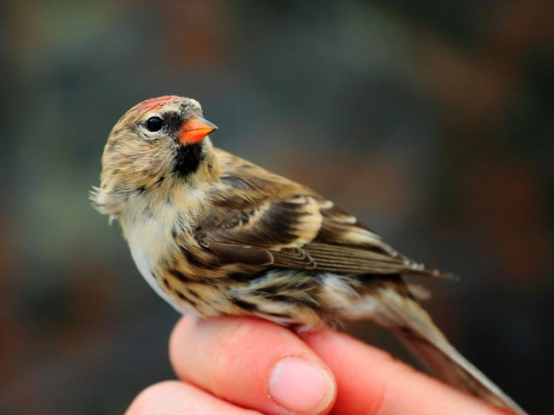 livebirdspoland_b1b0fc337da4cf0419b3846241a6faa8.png