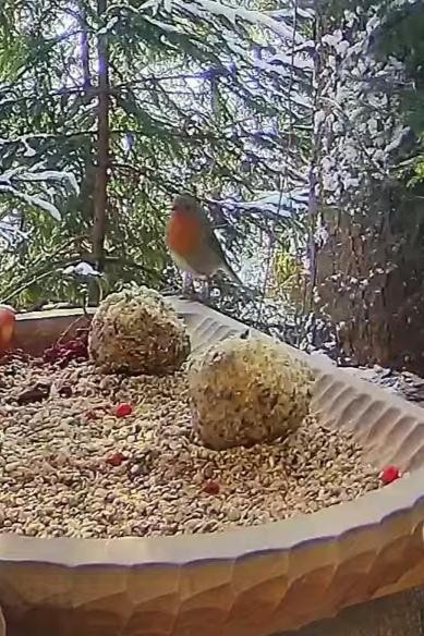 livebirdspoland_9762dcb59e283fc486a1bb4556a4f09e.jpg
