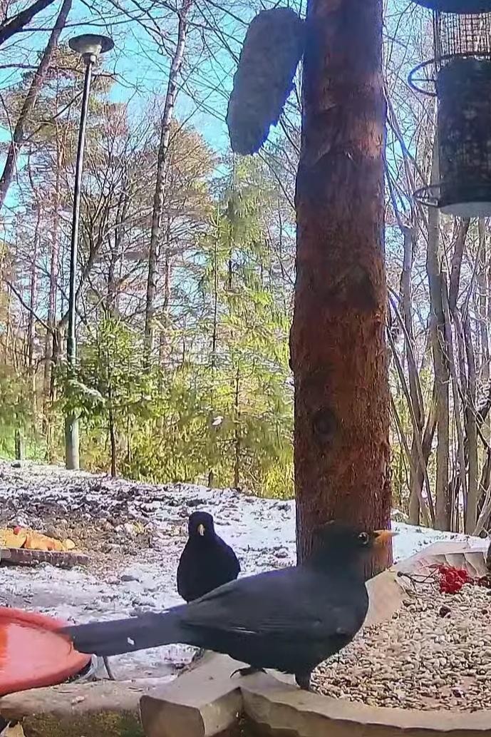 livebirdspoland_2bd91c526c608130d65b32d802221693.jpg