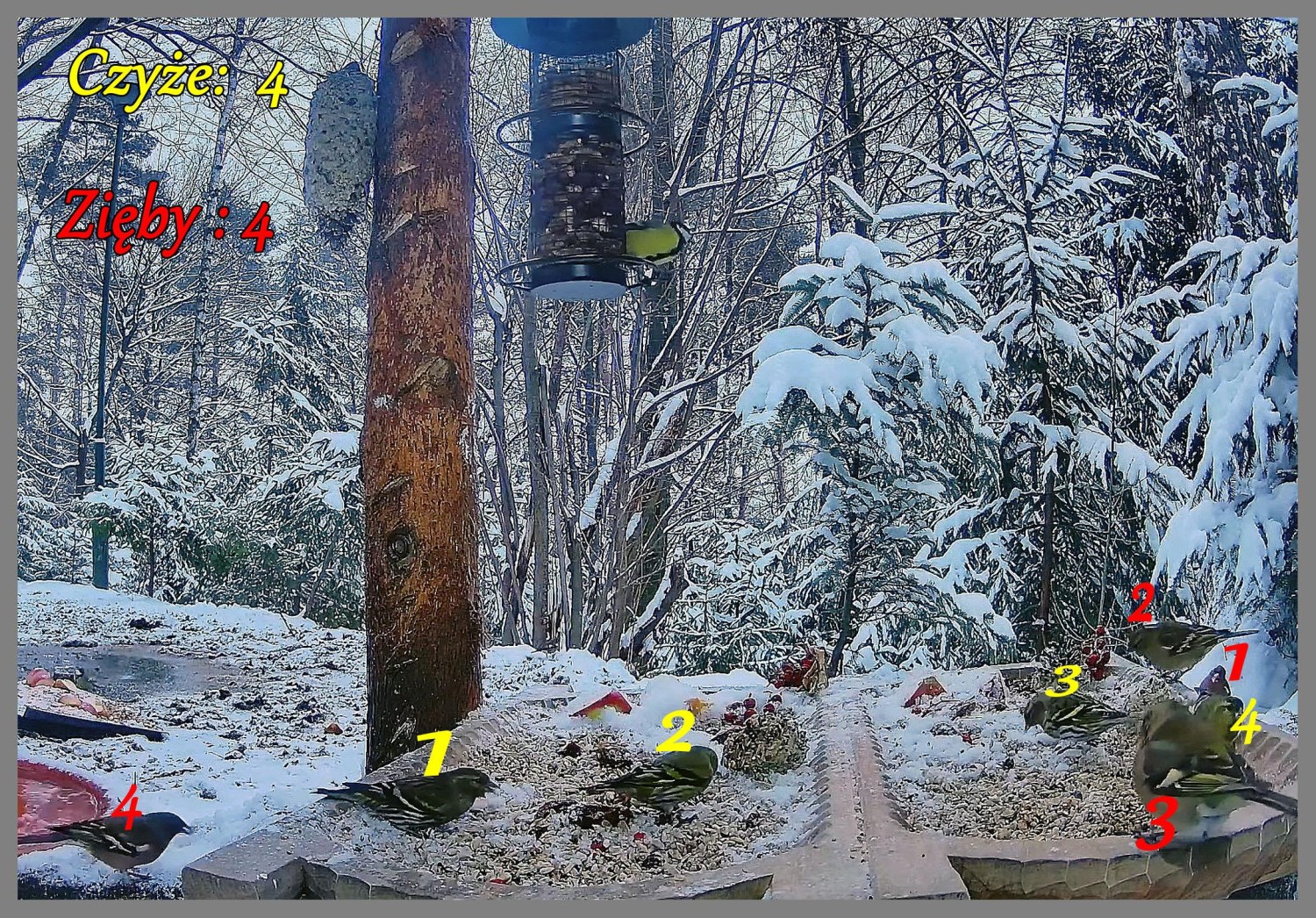 livebirdspoland_e8ca6fb1e7925d8f1867bf2ce37e7851.jpg