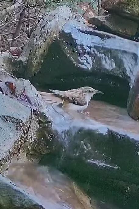 livebirdspoland_e0c7d4f827b9c0673a28d57b369c89d8.jpg