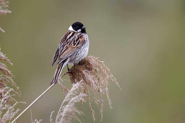 livebirdspoland_92fb177c26b265e311374b3d56d8df2c.png