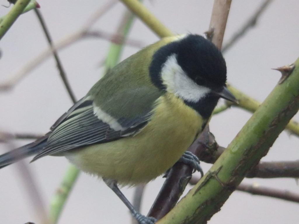 livebirdspoland_ef0be3d82578a41a7784deae760c406c.jpg