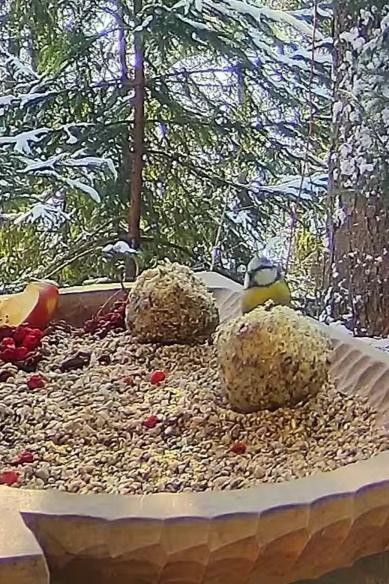 livebirdspoland_4a7c090c91ad0da3ba290fc2bc95b35c.jpg