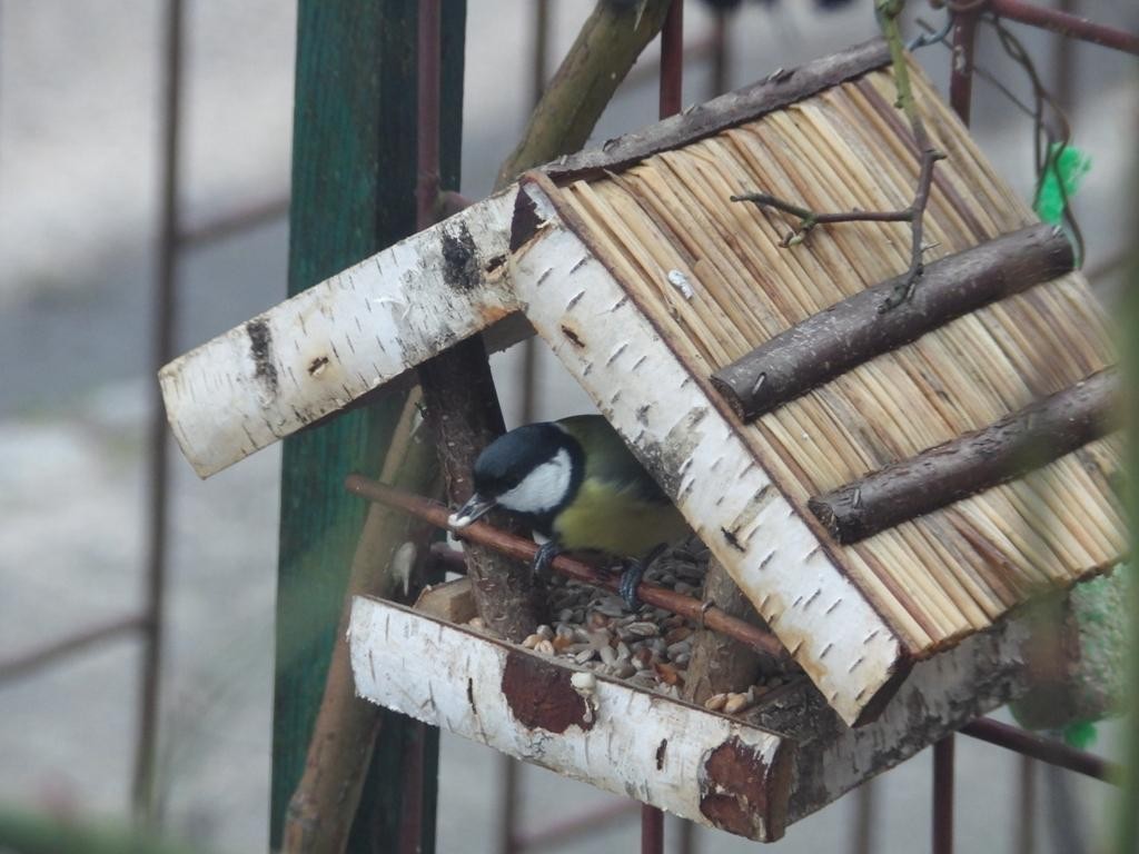 livebirdspoland_5b636f16e803fe942b7d2cbb42fbcffc.jpg