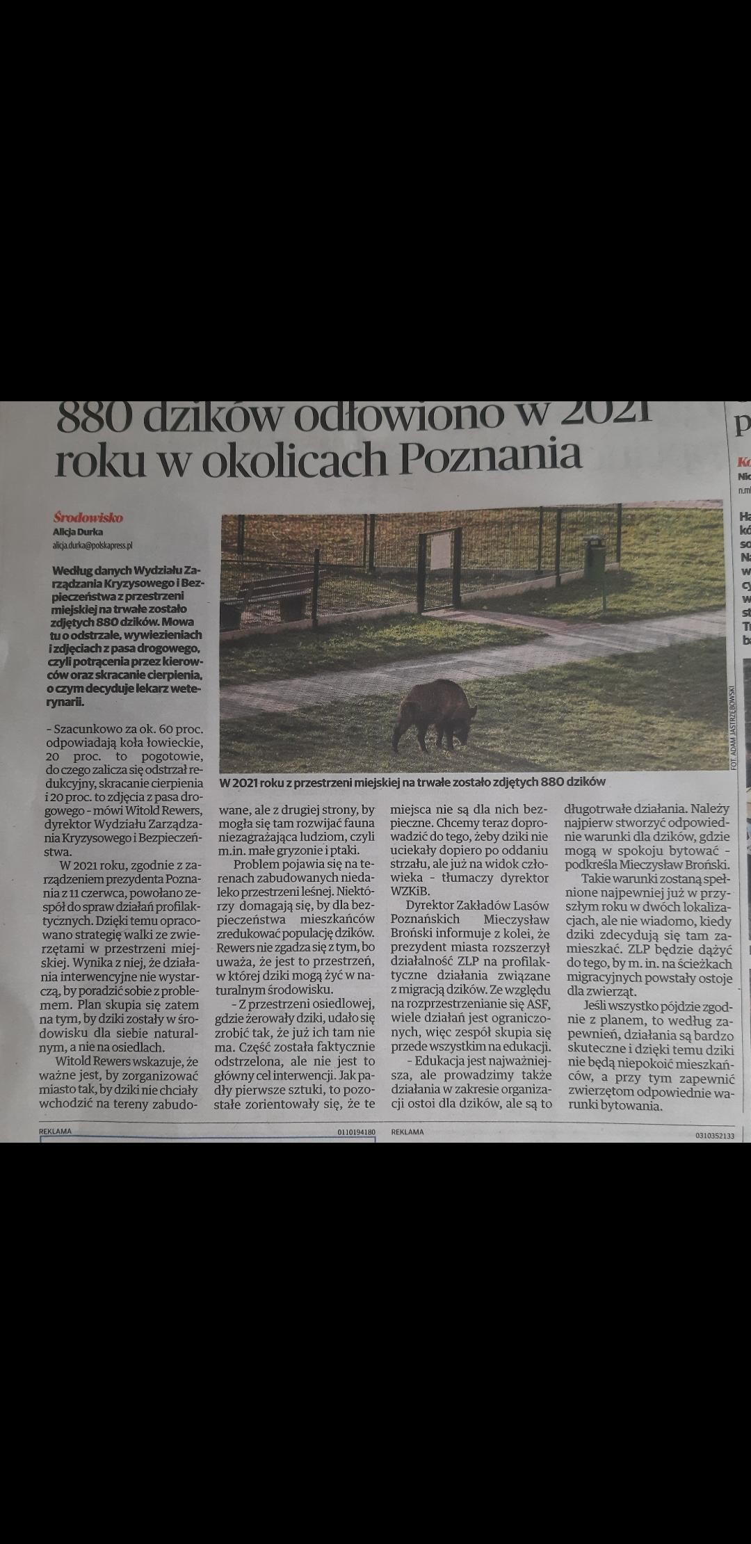 livebirdspoland_20ba42ebf517eecc32df5ec639554f90.jpg