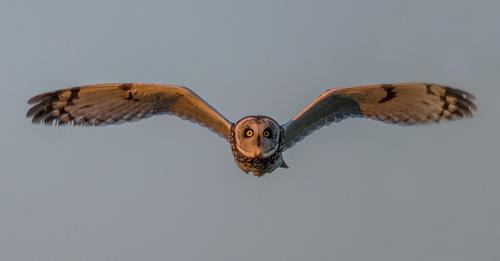livebirdspoland_5607700995c950621eac8454bf295210.png