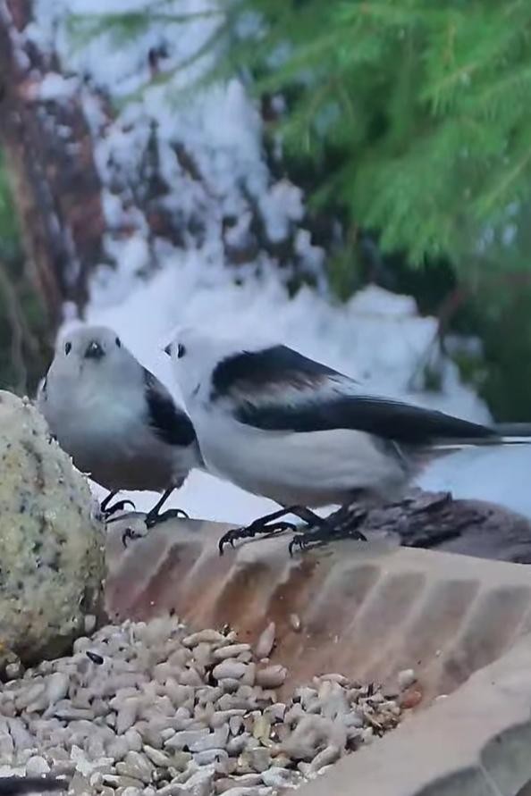 livebirdspoland_009d05028efe6ccab953c0328eac60da.jpg