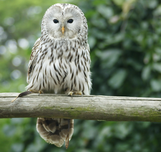 livebirdspoland_2986f1d8366799c80151f091076fa053.png