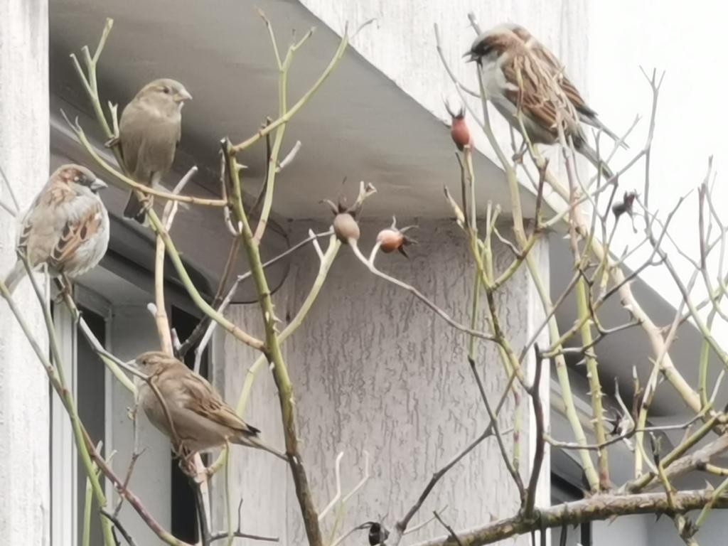 livebirdspoland_e91b04f3dcdcae7b12cee6c21bfb9198.jpg