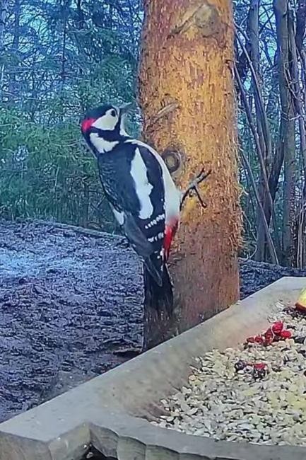 livebirdspoland_ed1a464e9331edcc2592b9249baf13b7.jpg