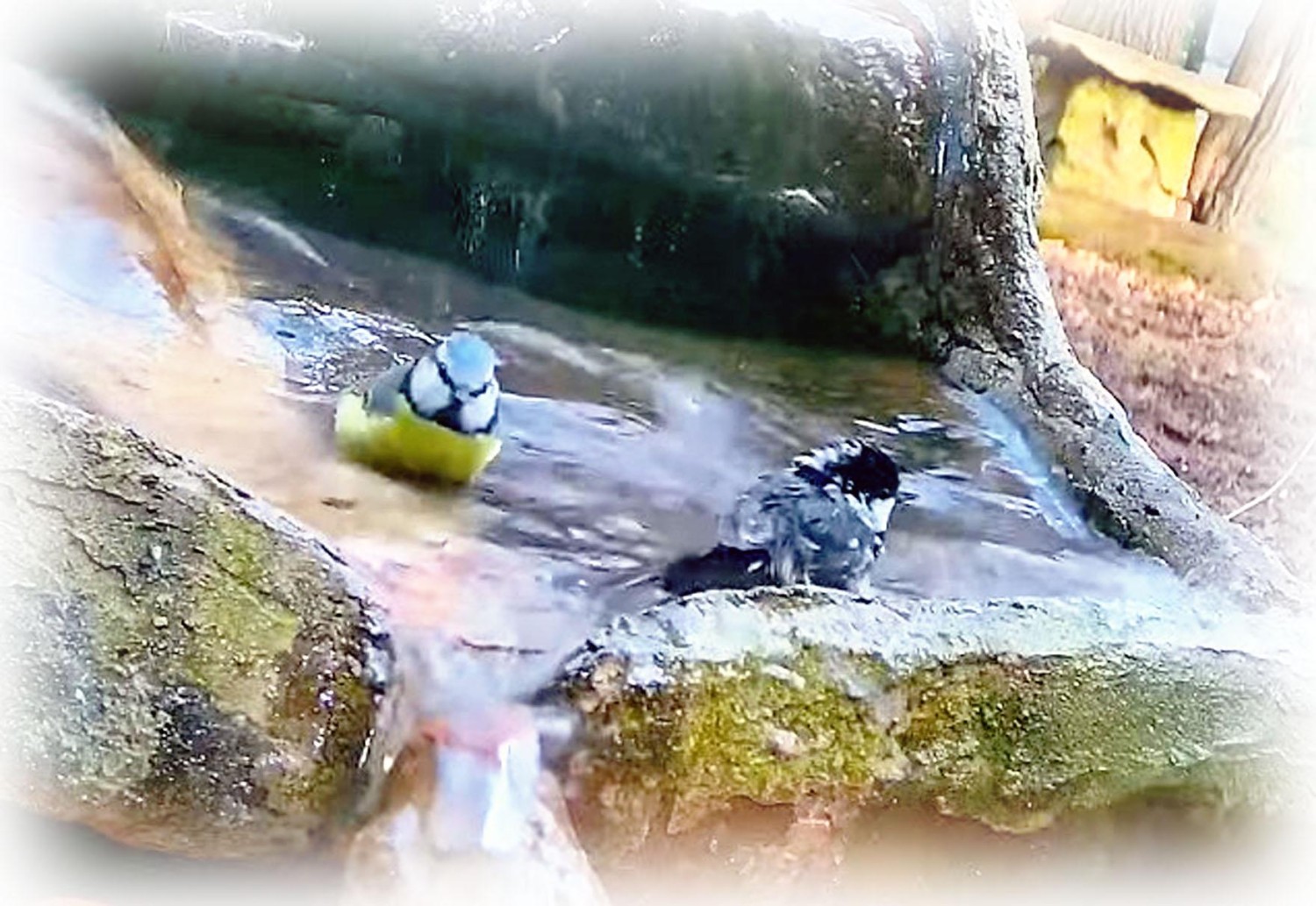 livebirdspoland_07f987acf4f0c39f99097762ba296399.jpg
