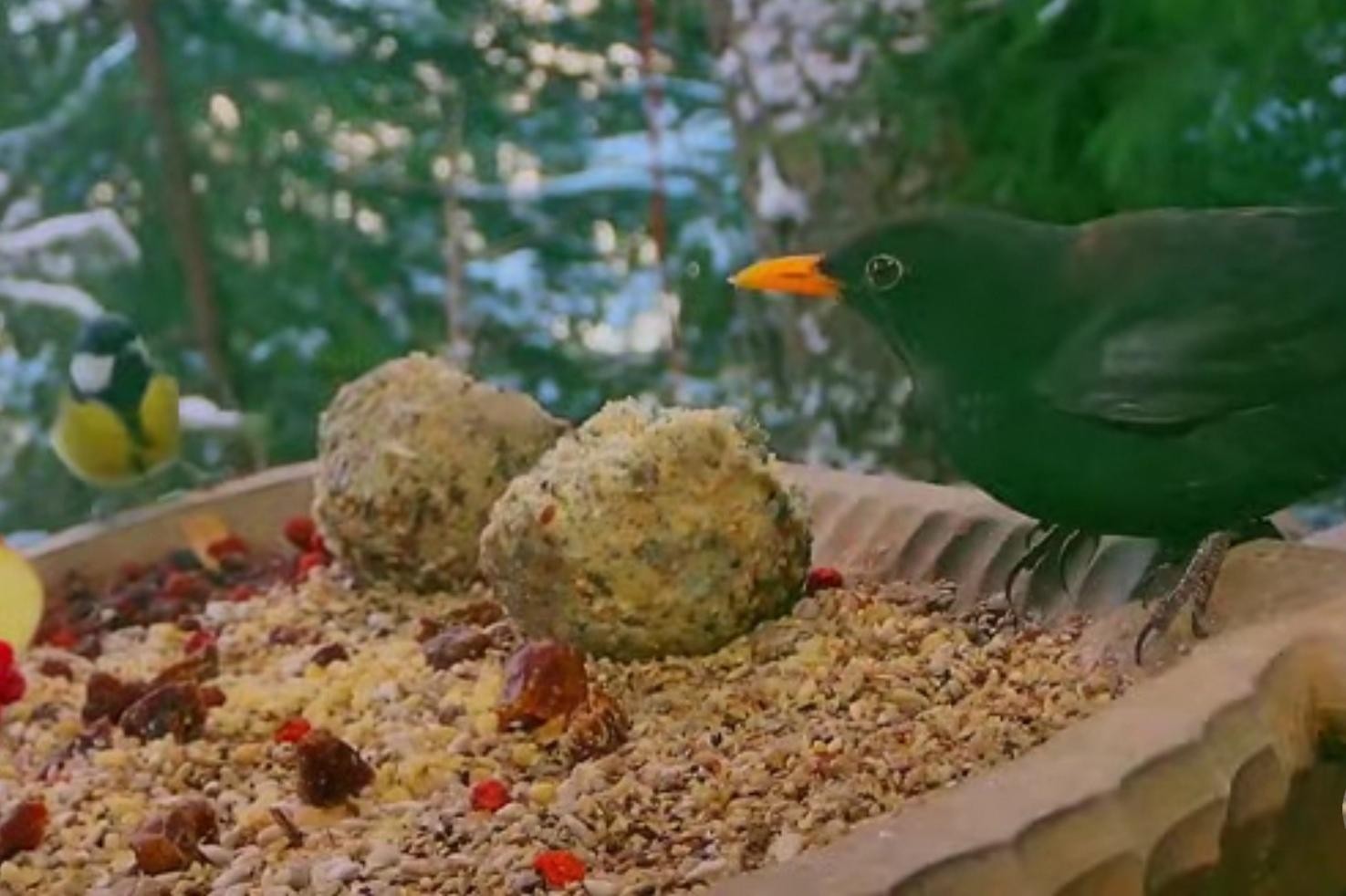 livebirdspoland_73333fe483b5907ea7369c5fb4f723f1.jpg