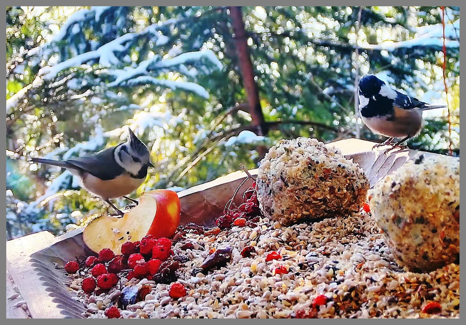 livebirdspoland_7742746a34fabf37b6d7a95fc6f6b9c4.jpg