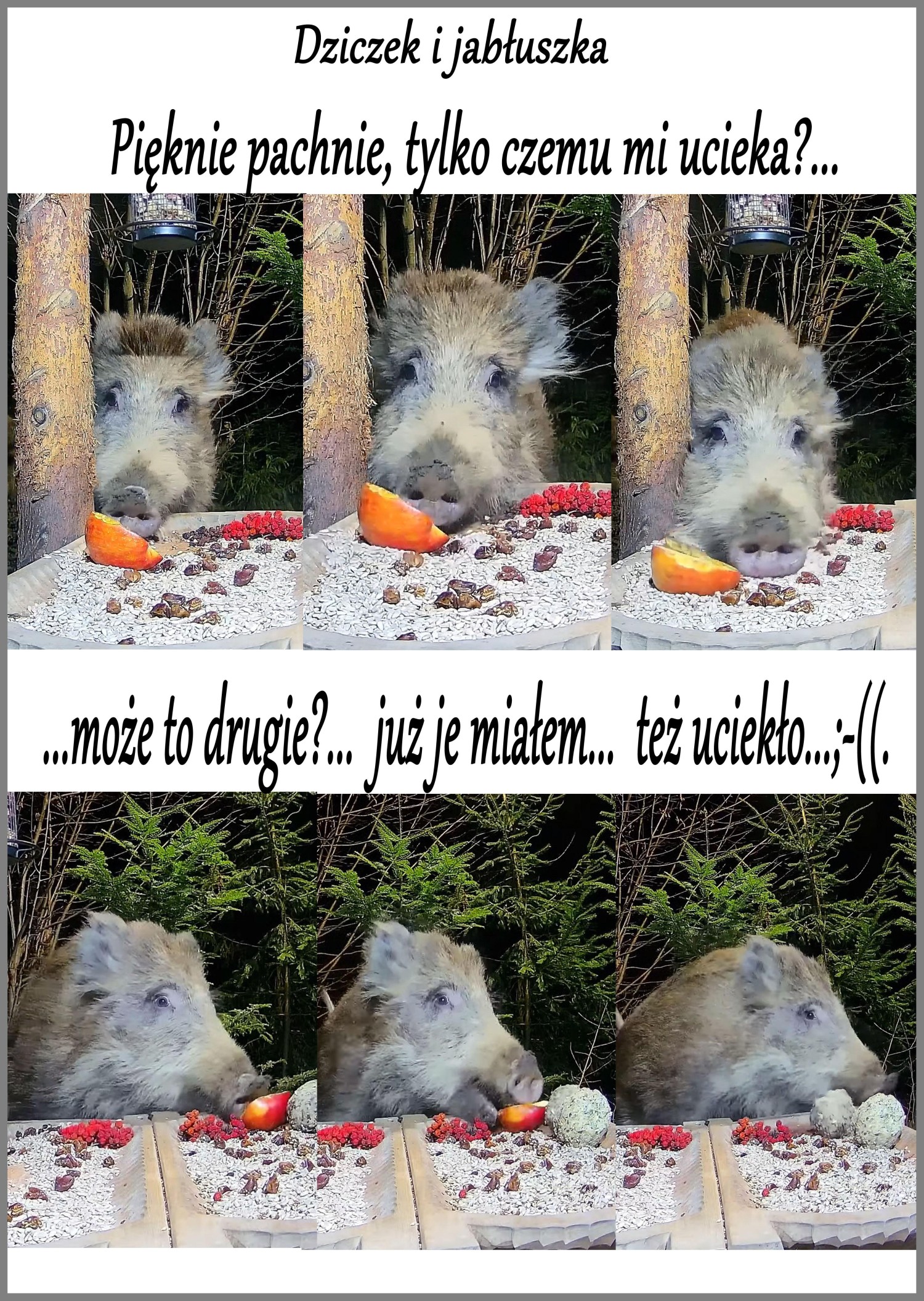 livebirdspoland_49a009e5f3c6fa70afae5883b136940c.jpg
