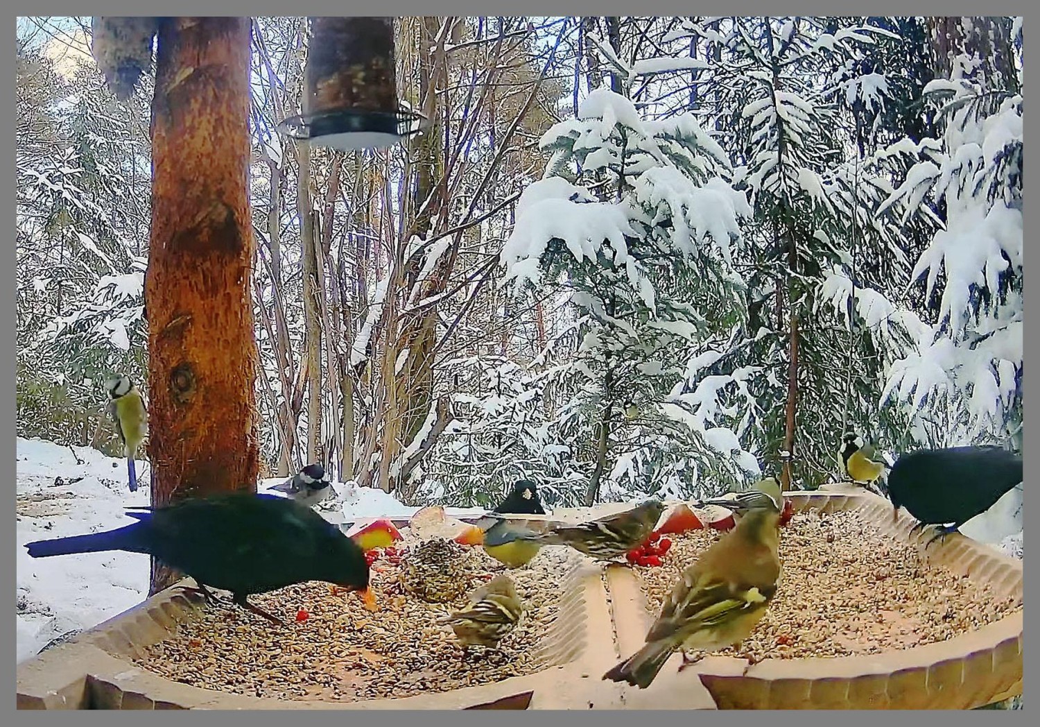 livebirdspoland_12c4ddeee1f698cf102c8cbad5ca62e2.jpg