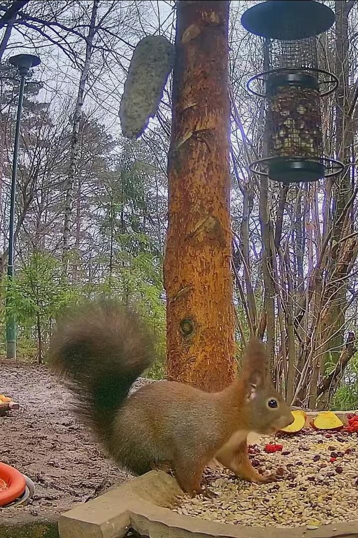 livebirdspoland_b0f78ce2cb1d000e3a35022c48807d44.jpg