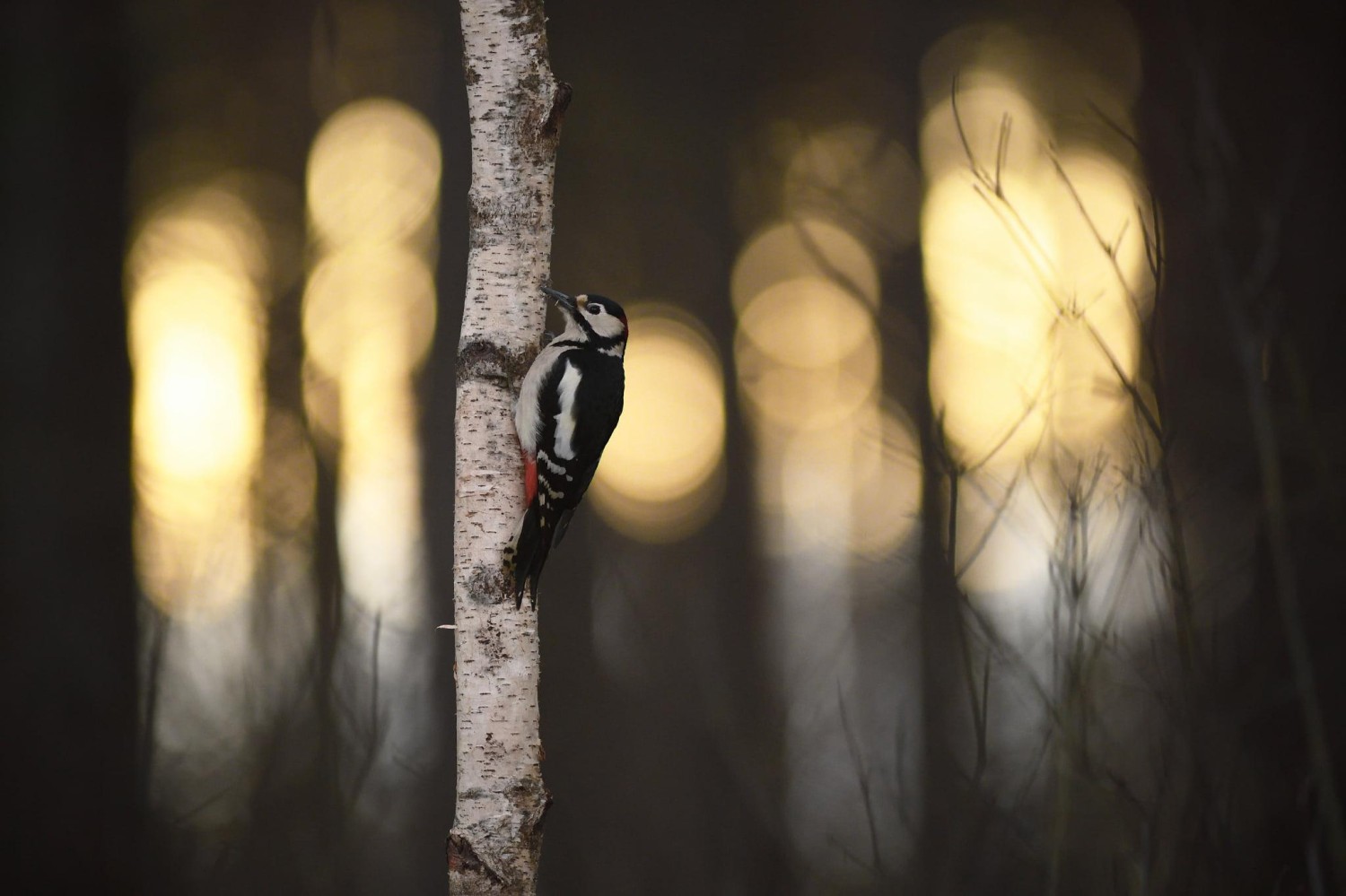 livebirdspoland_cc649f90742354f47275223e375241c1.jpg