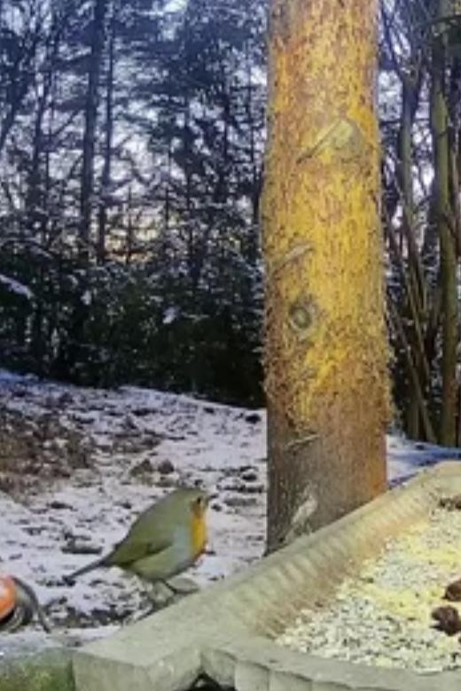livebirdspoland_8b82d9fb9253e3e027b69238519a68df.jpg