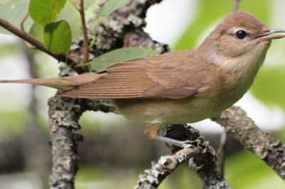 livebirdspoland_ef94b84adee8fc4c060c0133f99092e7.png