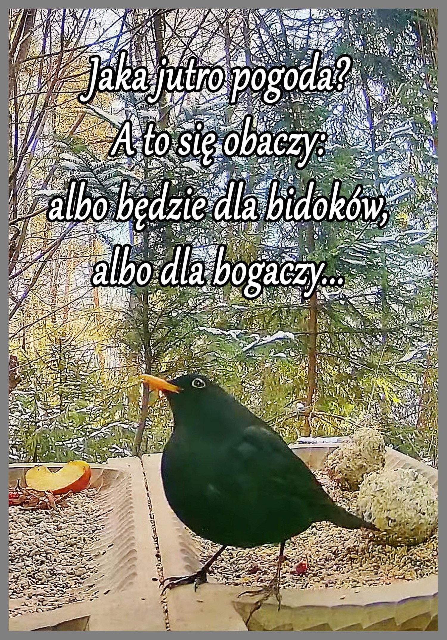 livebirdspoland_29d5611950dfded17a2f1448d6b67352.jpg