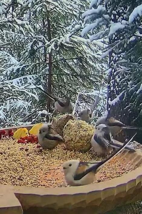 livebirdspoland_860e45dbb7070d8ad81bddcf9aff2070.jpg