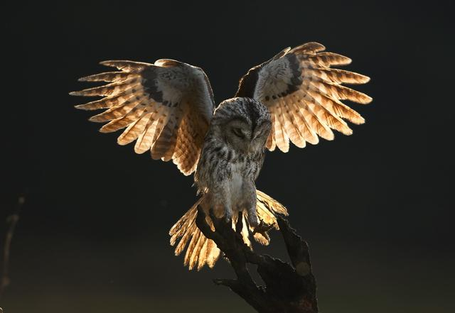 livebirdspoland_695e8f01356192942b18c0a2bb31a70c.png