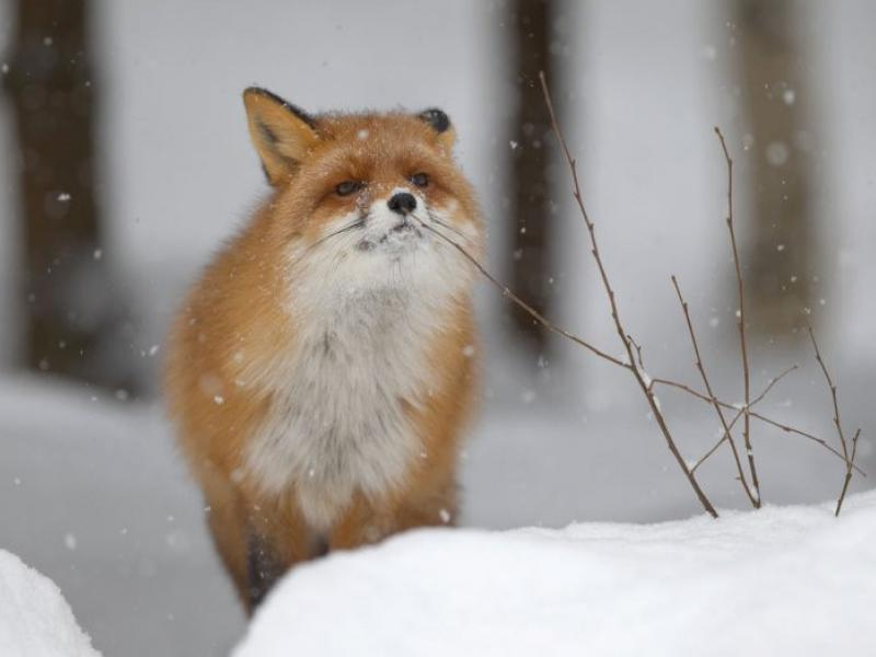 livebirdspoland_dad8a1bcd68d4844bcb40ac0eefb10b7.png