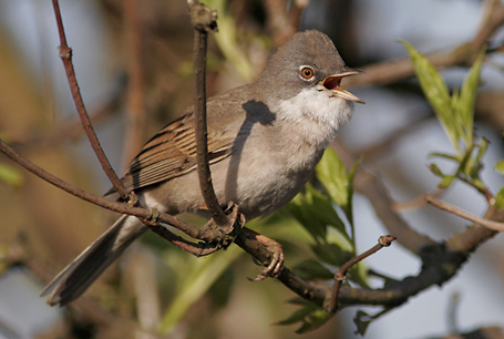 livebirdspoland_e057d8630c5c83a41a948957c432b024.png