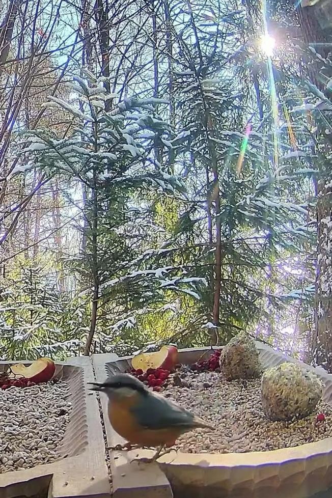 livebirdspoland_d031e3ca4c645367f1907ff7f07b6514.jpg