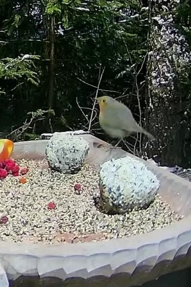 livebirdspoland_19a1c24e1a124ad1f23ea3627d3f329f.jpg