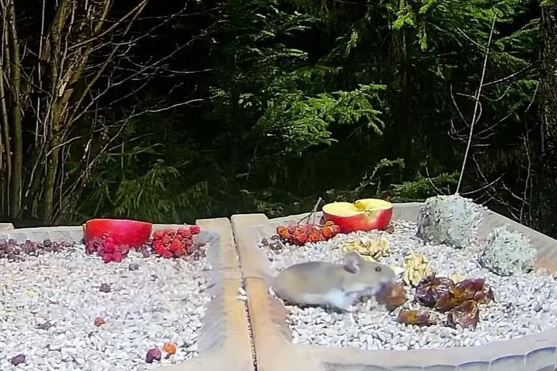 livebirdspoland_2ae30b73783af291fa975c9500223c70.jpg