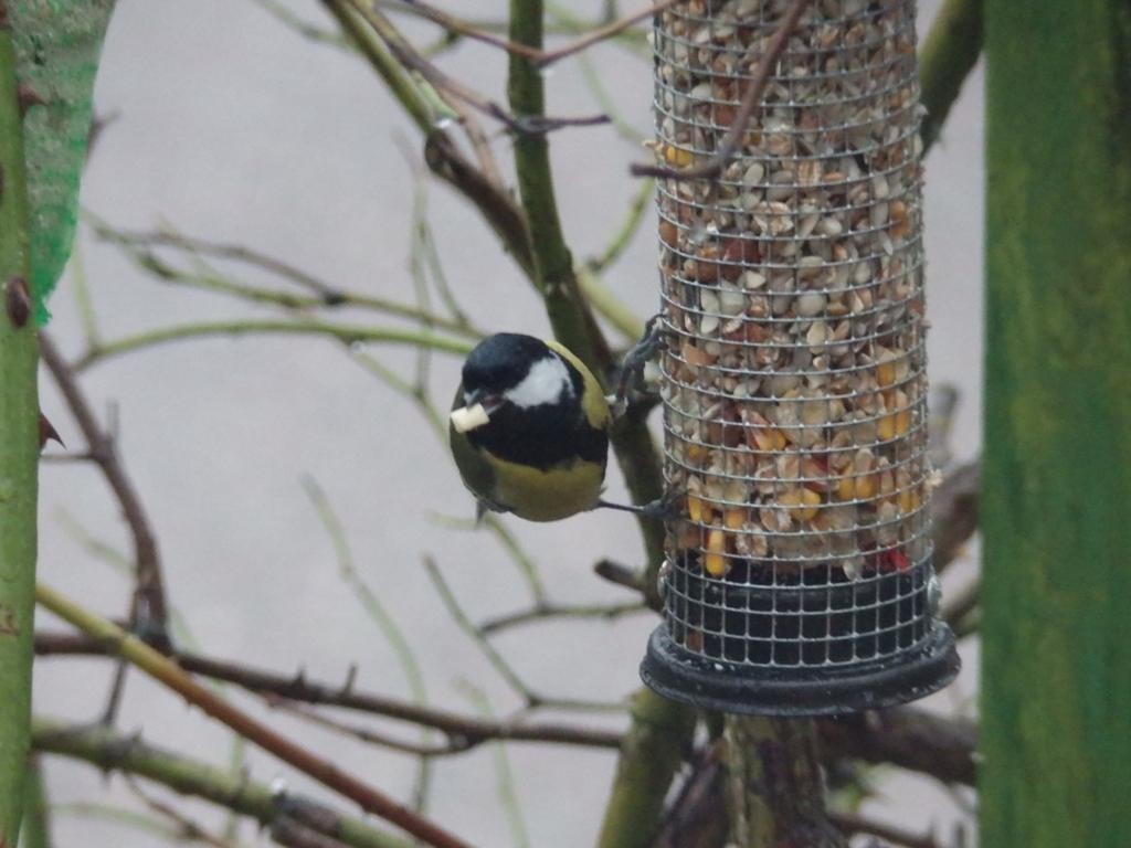 livebirdspoland_3cb03449c7192e063c4f78a1c653264c.jpg