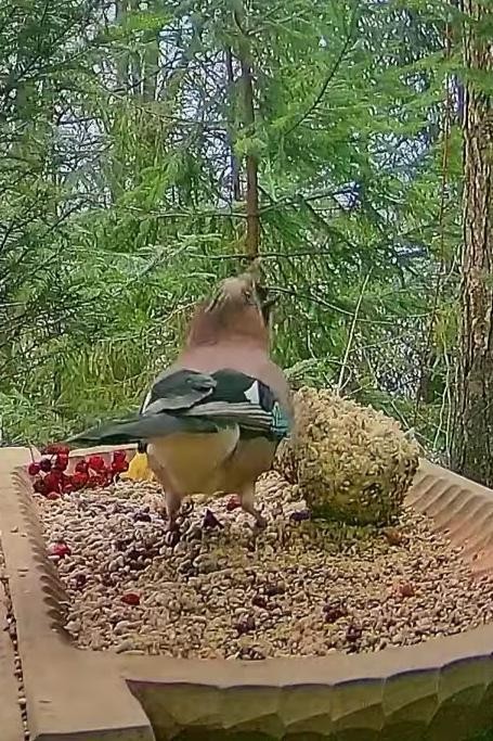 livebirdspoland_7045506496ae9449bb390813e20b7d66.jpg