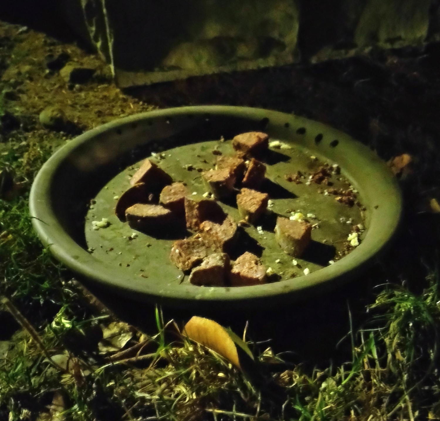livebirdspoland_4bacdafbbb2bbc1b18a3fec293827527.jpg