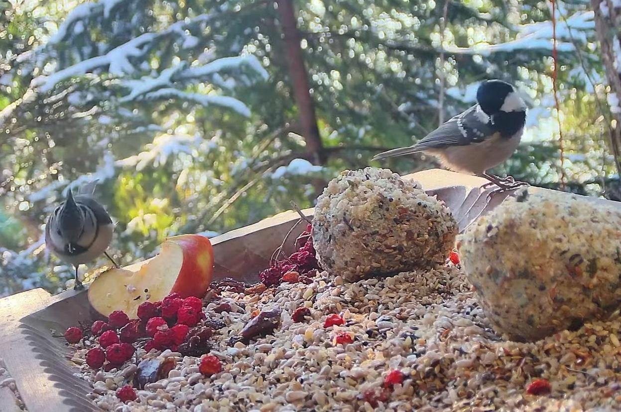 livebirdspoland_c406971421c9dd24b9a1383bc6031072.jpg
