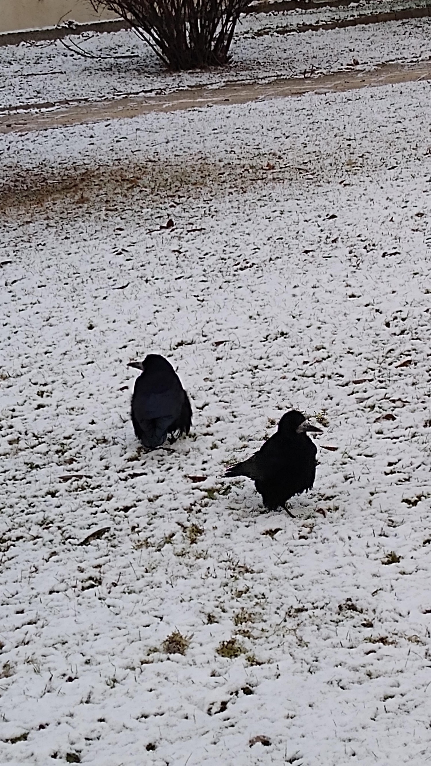 livebirdspoland_67565661bc0f029d78816160332d9b9b.jpg