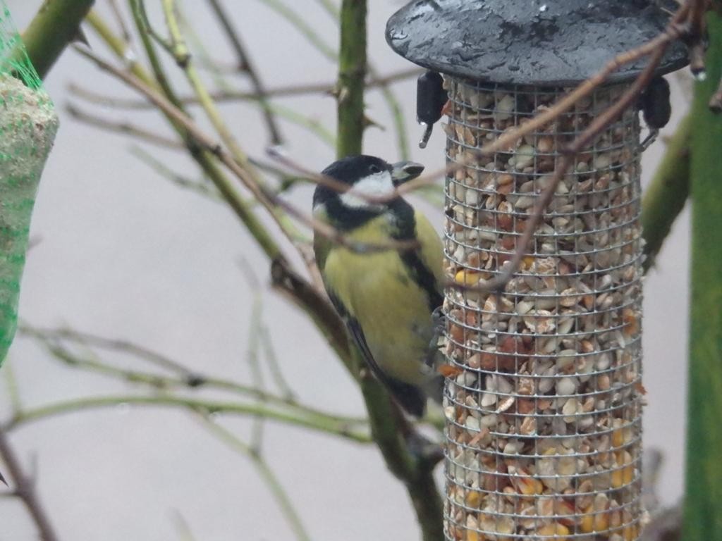 livebirdspoland_8b73c65b3820bf21f850a7f5e1a4387a.jpg