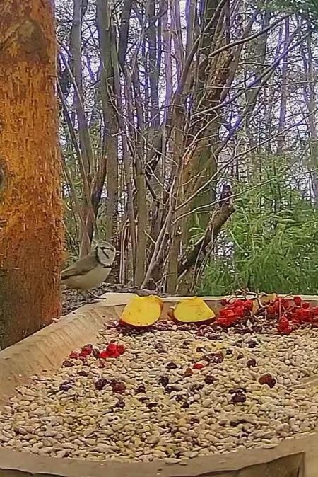 livebirdspoland_16382fe90f129076cdba7e805871dfd4.jpg