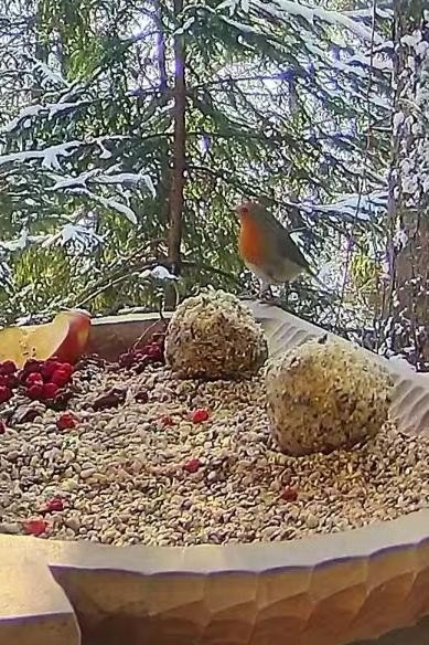 livebirdspoland_ef1bf28ad3b3807b3dcbaf39c4f0c79a.jpg